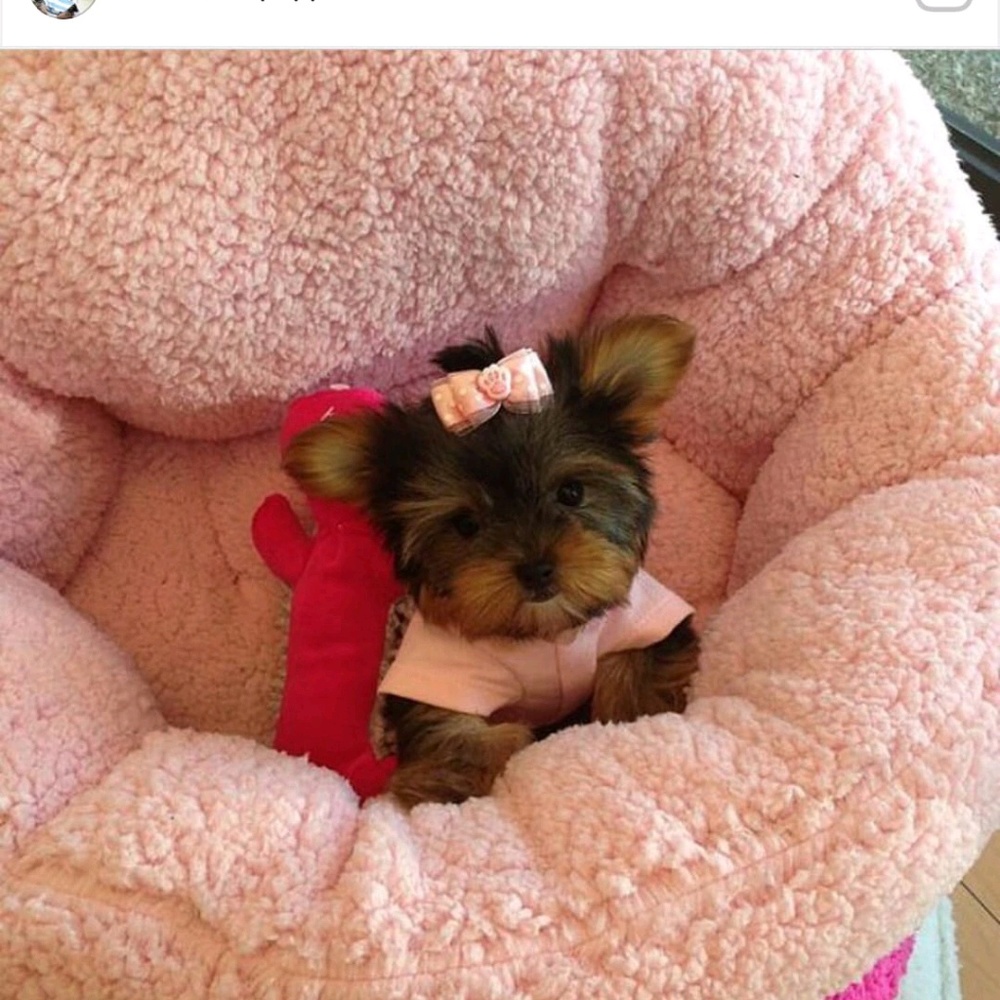 Meet your Posher, Janelle